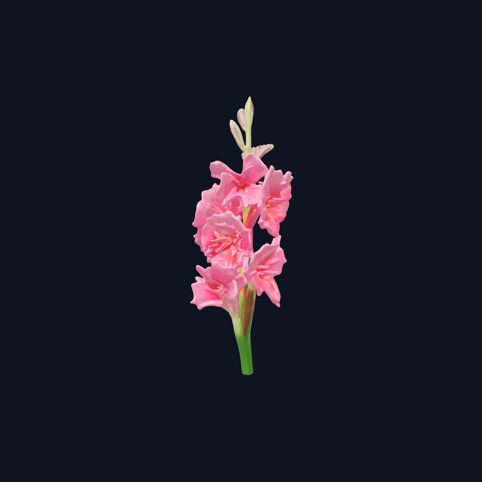 Gladiolus Pink Flower Botanical model pack